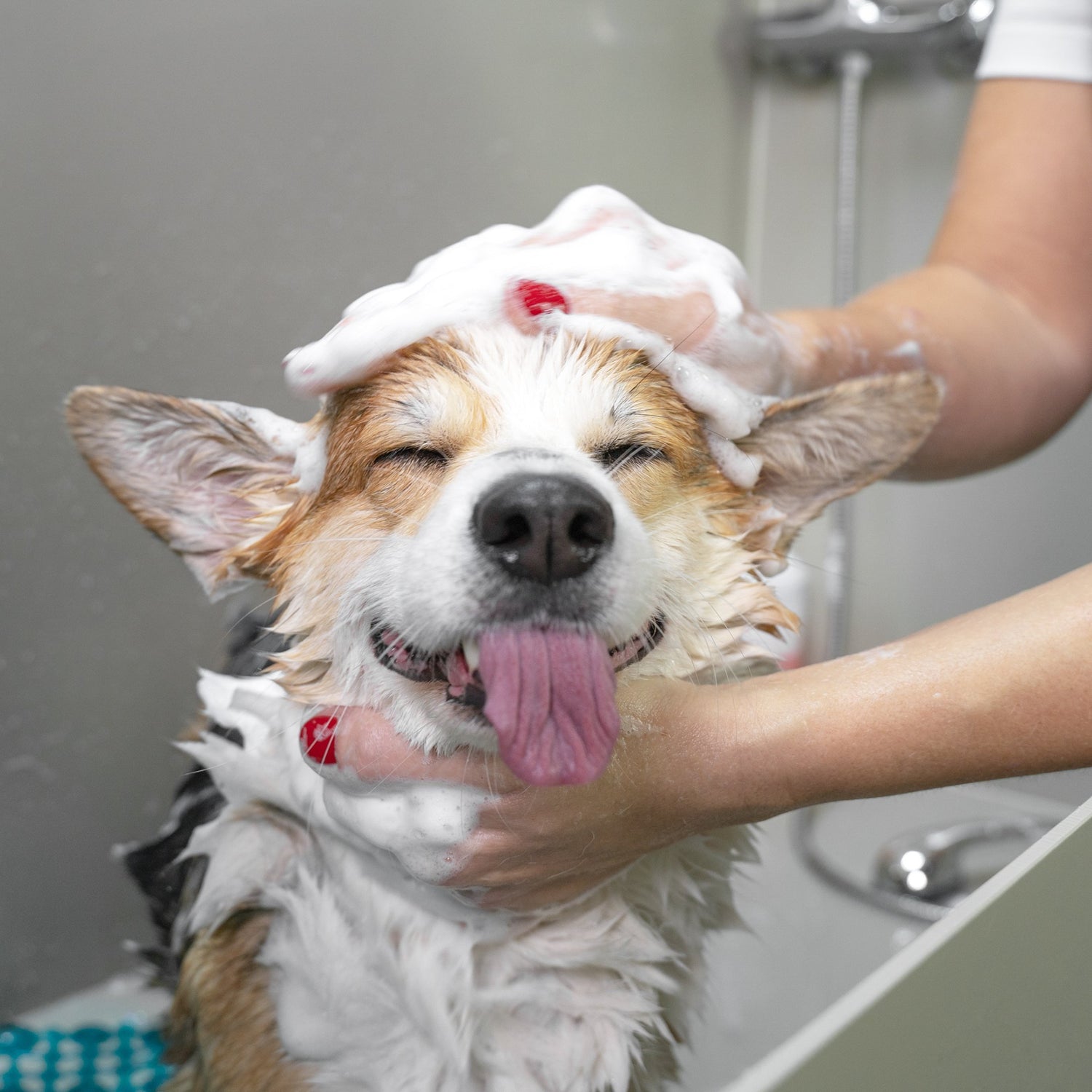 Pet Care